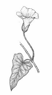 Attēlu rezultāti vaicājumam “Calystegia sepium flower”