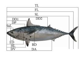 Image result for Euthynnus affinis