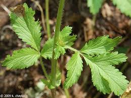 Attēlu rezultāti vaicājumam “Potentilla norvegica leaf”