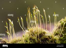 Attēlu rezultāti vaicājumam “Dicranella cerviculata”