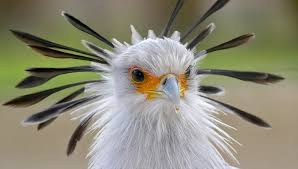Image result for Bird