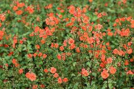 Image result for Alonsoa liniflora