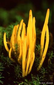 Attēlu rezultāti vaicājumam “Lentaria sp.”