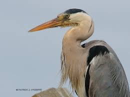 Attēlu rezultāti vaicājumam “Ardea cinerea”