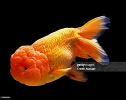 Attēlu rezultāti vaicājumam “Carassius auratus”