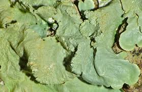 Attēlu rezultāti vaicājumam “Lobaria amplissima”