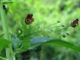 Attēlu rezultāti vaicājumam “Scrophularia umbrosa flower”
