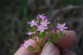 Attēlu rezultāti vaicājumam “Centaurium erythraea leaf”