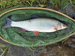 Image result for Chondrostoma nasus