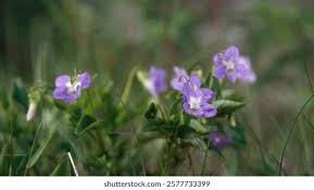 Attēlu rezultāti vaicājumam “Viola riviniana”