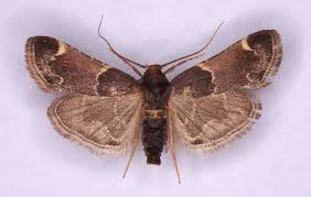 Attēlu rezultāti vaicājumam “Pyralis farinalis”