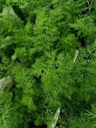 Attēlu rezultāti vaicājumam “Anethum graveolens leaf”