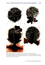 Attēlu rezultāti vaicājumam “Lamproderma debile”