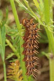 Attēlu rezultāti vaicājumam “Argynnis adippe female”