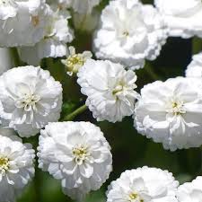 Attēlu rezultāti vaicājumam “Achillea ptarmica fruit”