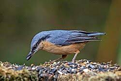 Attēlu rezultāti vaicājumam “Sitta europaea male”