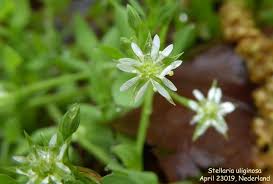 Attēlu rezultāti vaicājumam “Stellaria uliginosa”