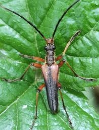 Attēlu rezultāti vaicājumam “Stenocorus meridianus”