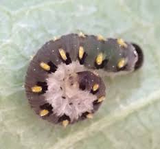 Attēlu rezultāti vaicājumam “Tenthredo mandibularis”