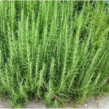 Image result for Rosmarin
