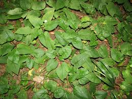 Attēlu rezultāti vaicājumam “Pulmonaria obscura leaf”