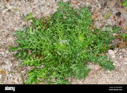 Attēlu rezultāti vaicājumam “Jacobaea vulgaris leaf”