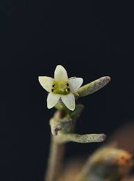 Attēlu rezultāti vaicājumam “Limosella aquatica”