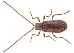 Attēlu rezultāti vaicājumam “Ptinus sp. male”