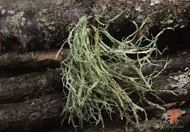 Attēlu rezultāti vaicājumam “Ramalina farinacea”