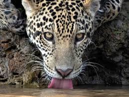 Image result for Brazilia 1980 Jaguar