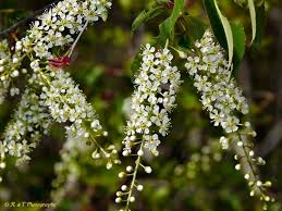 Attēlu rezultāti vaicājumam “Prunus serotina flower”