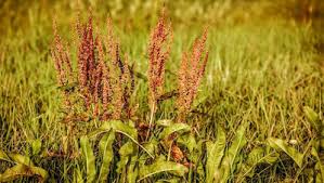 Image result for Sauerampfer