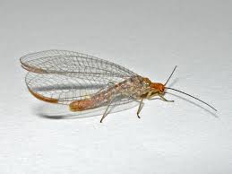 Attēlu rezultāti vaicājumam “Lophozia capitata”