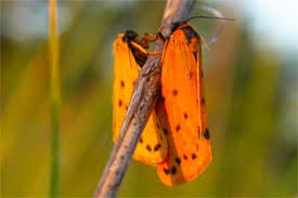 Attēlu rezultāti vaicājumam “Setina irrorella”