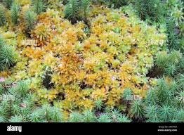 Attēlu rezultāti vaicājumam “Sphagnum compactum”