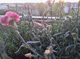 Attēlu rezultāti vaicājumam “Dianthus arenarius bud”