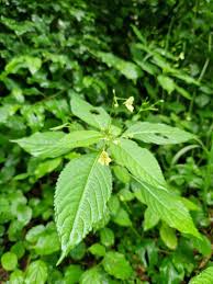 Attēlu rezultāti vaicājumam “Impatiens parviflora leaf”