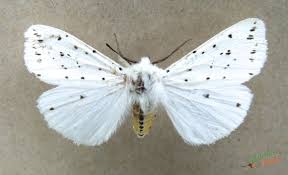 Attēlu rezultāti vaicājumam “Spilosoma lubricipeda”