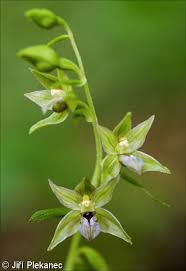 Attēlu rezultāti vaicājumam “Epipactis”