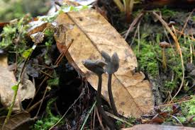 Attēlu rezultāti vaicājumam “Helvella atra”