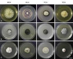 Attēlu rezultāti vaicājumam “Hyaloscypha hyalina”