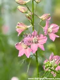 Image result for Delphinium consolida