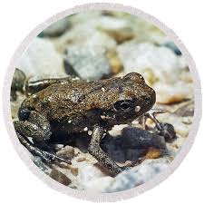 Attēlu rezultāti vaicājumam “Bufo bufo juvenile”