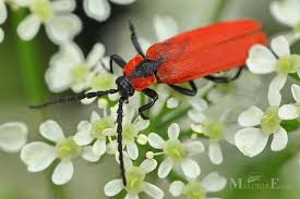 Attēlu rezultāti vaicājumam “Lygistopterus sanguineus”