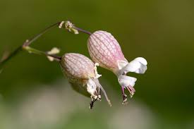Attēlu rezultāti vaicājumam “Luzula pilosa bud”