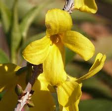 Attēlu rezultāti vaicājumam “Forsythia intermedia flower”