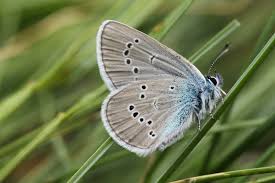 Attēlu rezultāti vaicājumam “Cyaniris semiargus male”