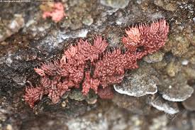 Attēlu rezultāti vaicājumam “Arcyria stipata macro”