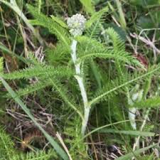 Attēlu rezultāti vaicājumam “Achillea millefolium bud”