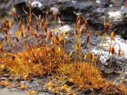 Attēlu rezultāti vaicājumam “Bryoerythrophyllum recurvirostrum sporophyte”